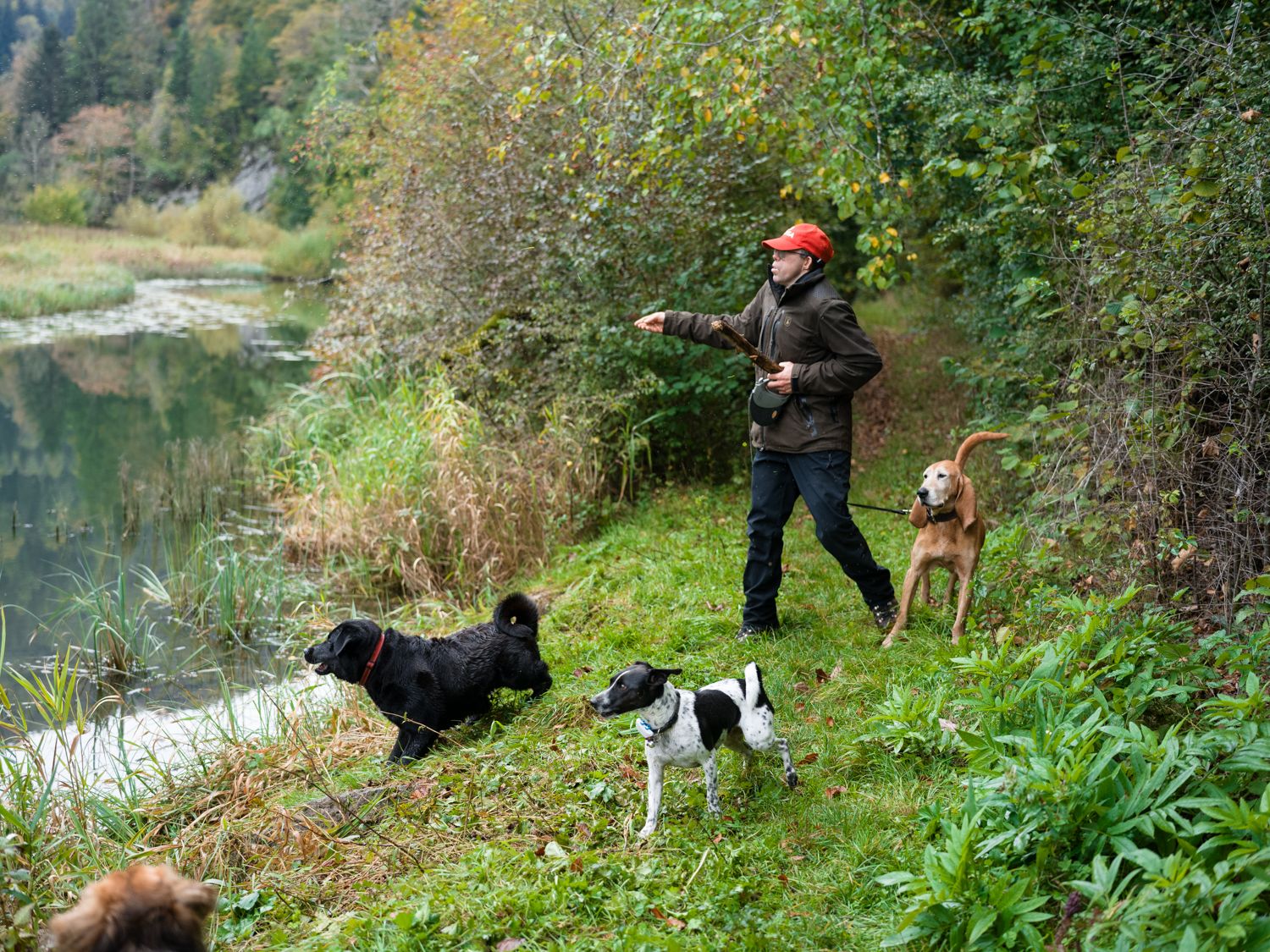 Chiens réunis en extérieur au bord de l'eau